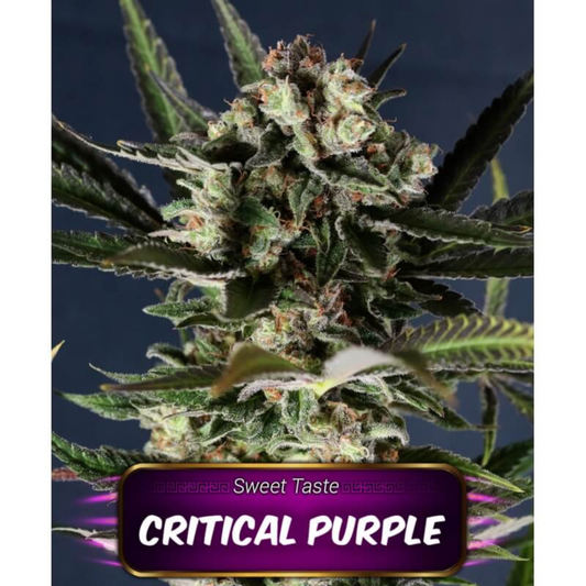 CRITICAL PURPLE - FEMINIZADA