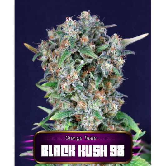 BLACK KUSH 98 - FEMINIZADA