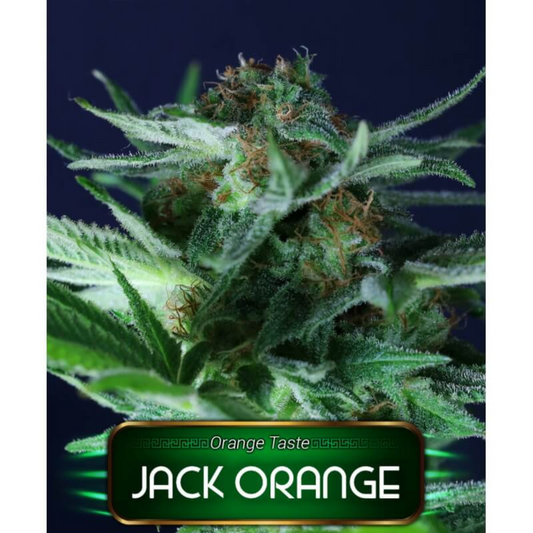 JACK ORANGE - FEMINIZADA