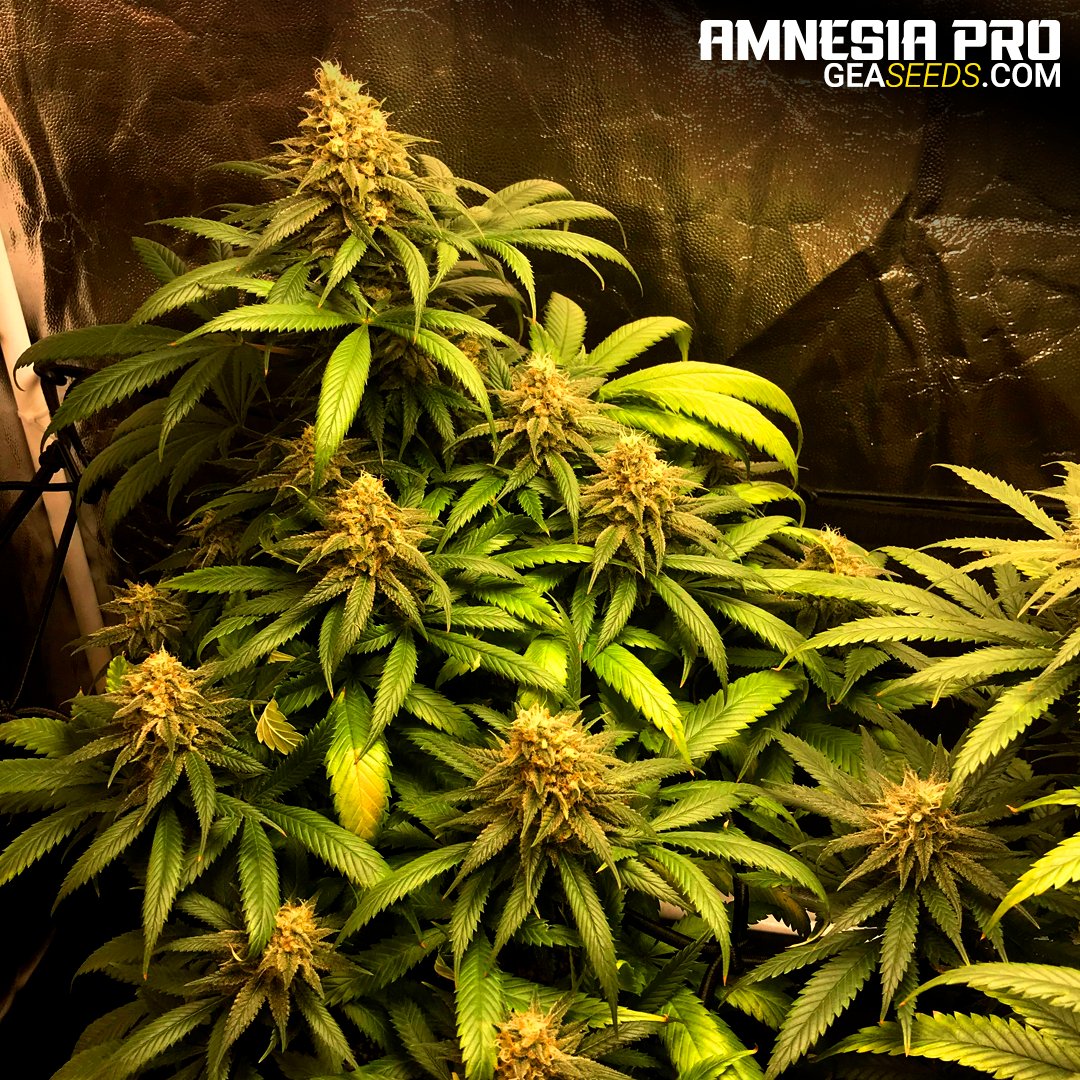 AMNESIA PRO - FEMINIZADA