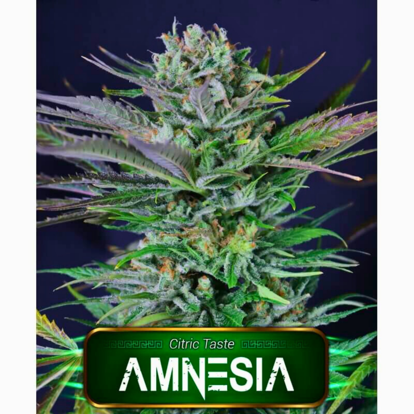 AMNESIA - FEMINIZADA