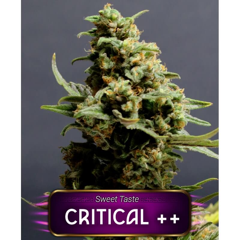 CRITICAL ++ - FEMINIZADA