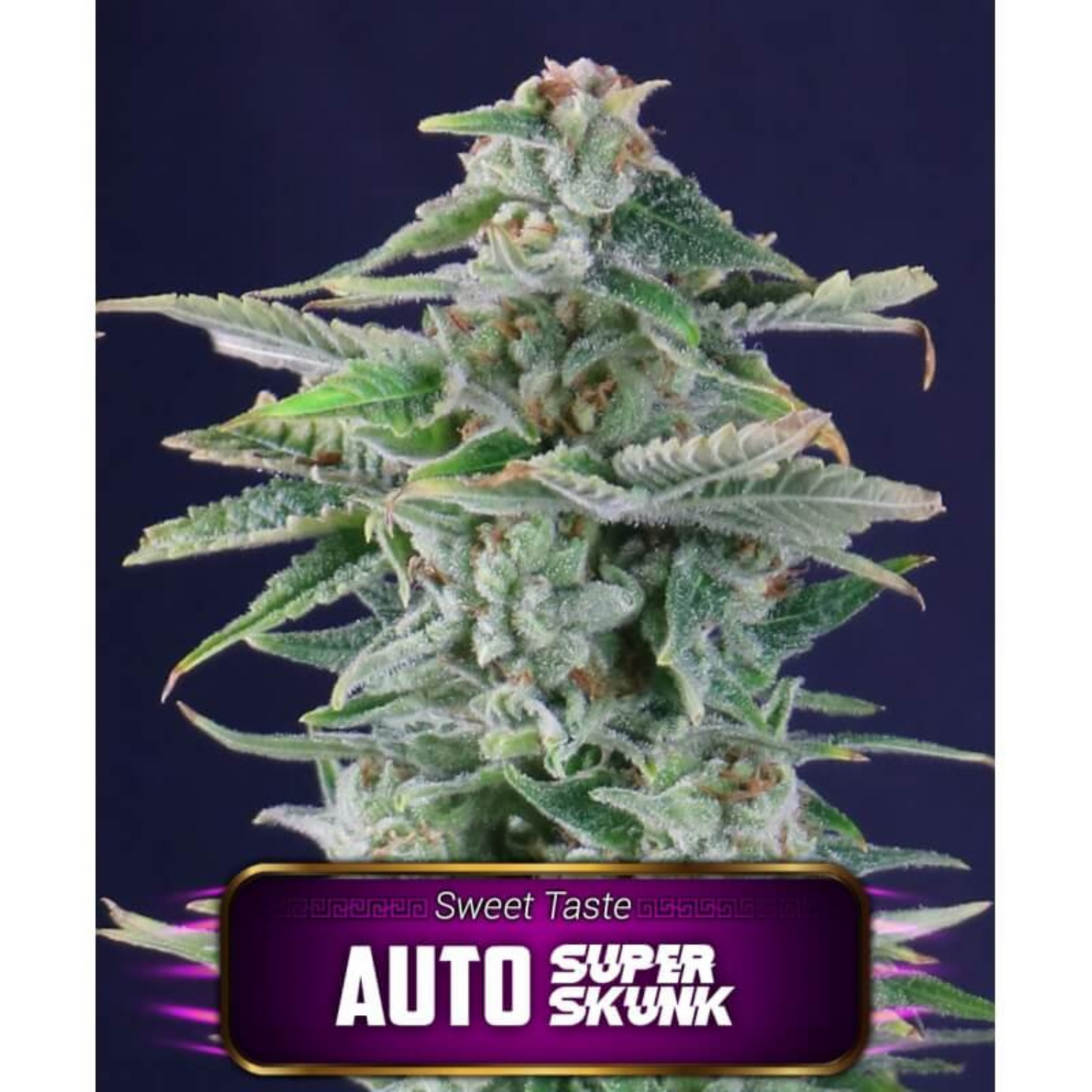 AUTO SUPER SKUNK